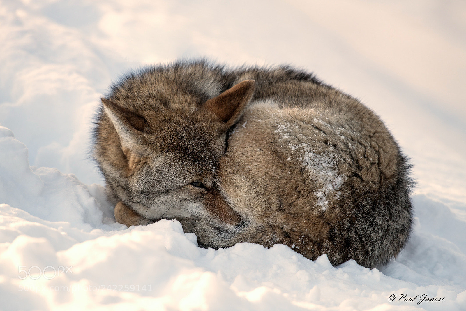 Nikon D850 sample photo. Coyote photography