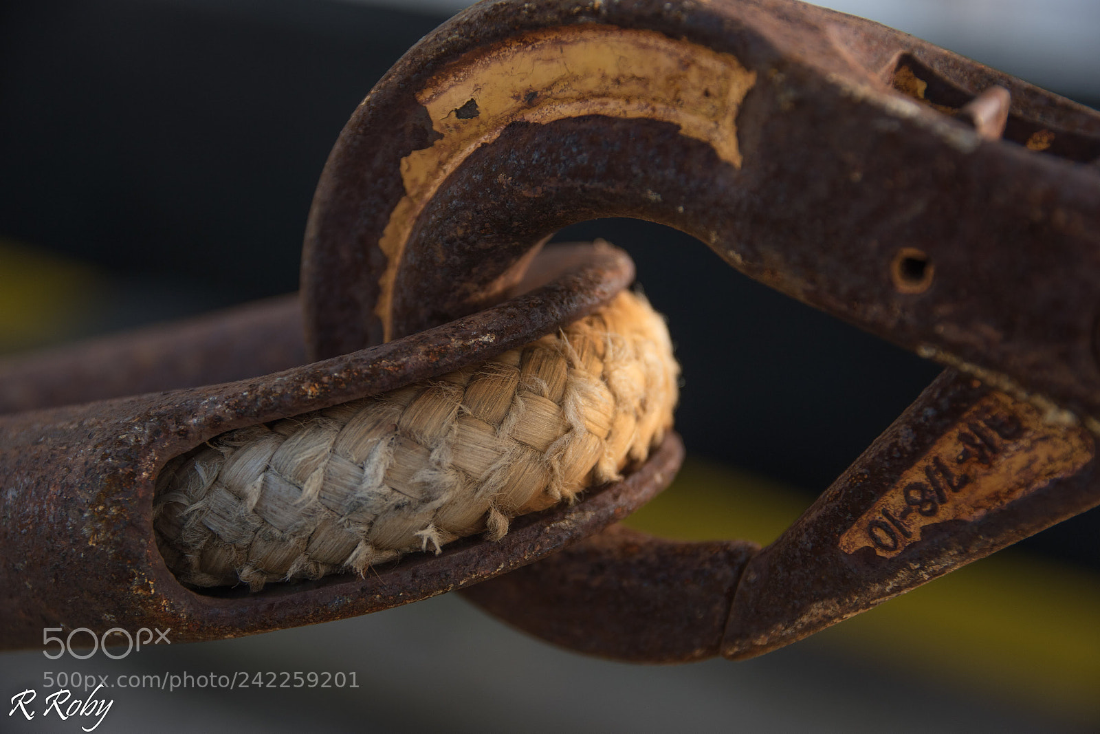 Nikon D5500 sample photo. Balade macro photography