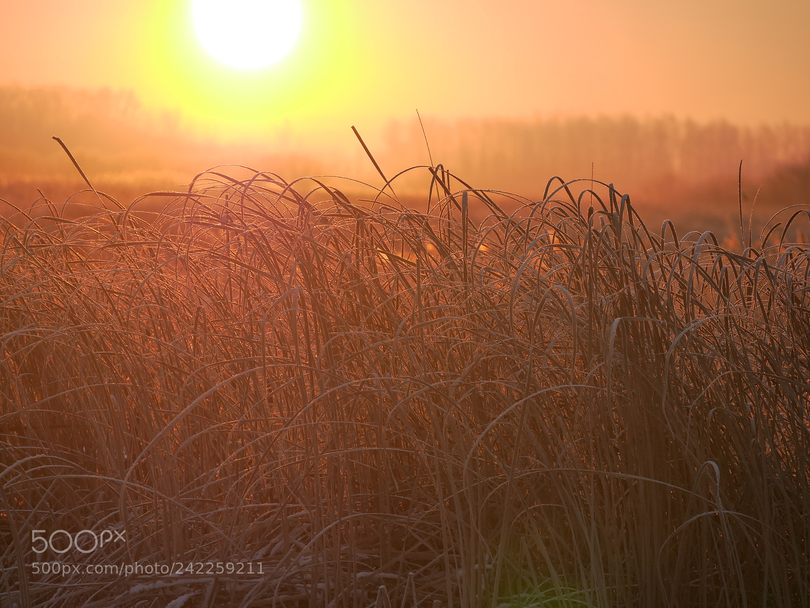 Panasonic Lumix DMC-GM1 sample photo. Reed at sunrise photography