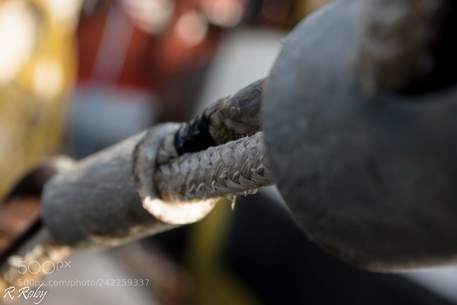 Nikon D5500 sample photo. Balade macro photography