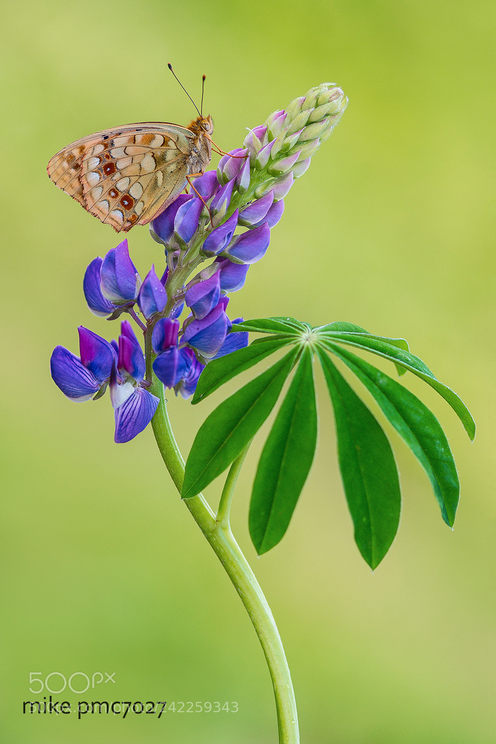 Nikon D7100 sample photo. The high brown fritillary photography
