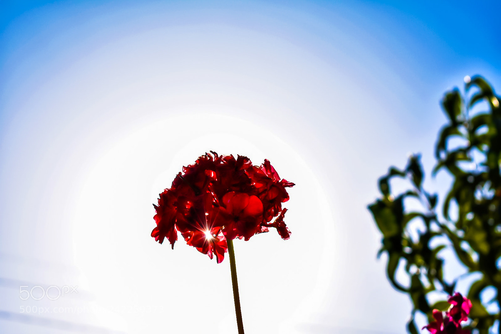 Nikon D3400 sample photo. Red photography