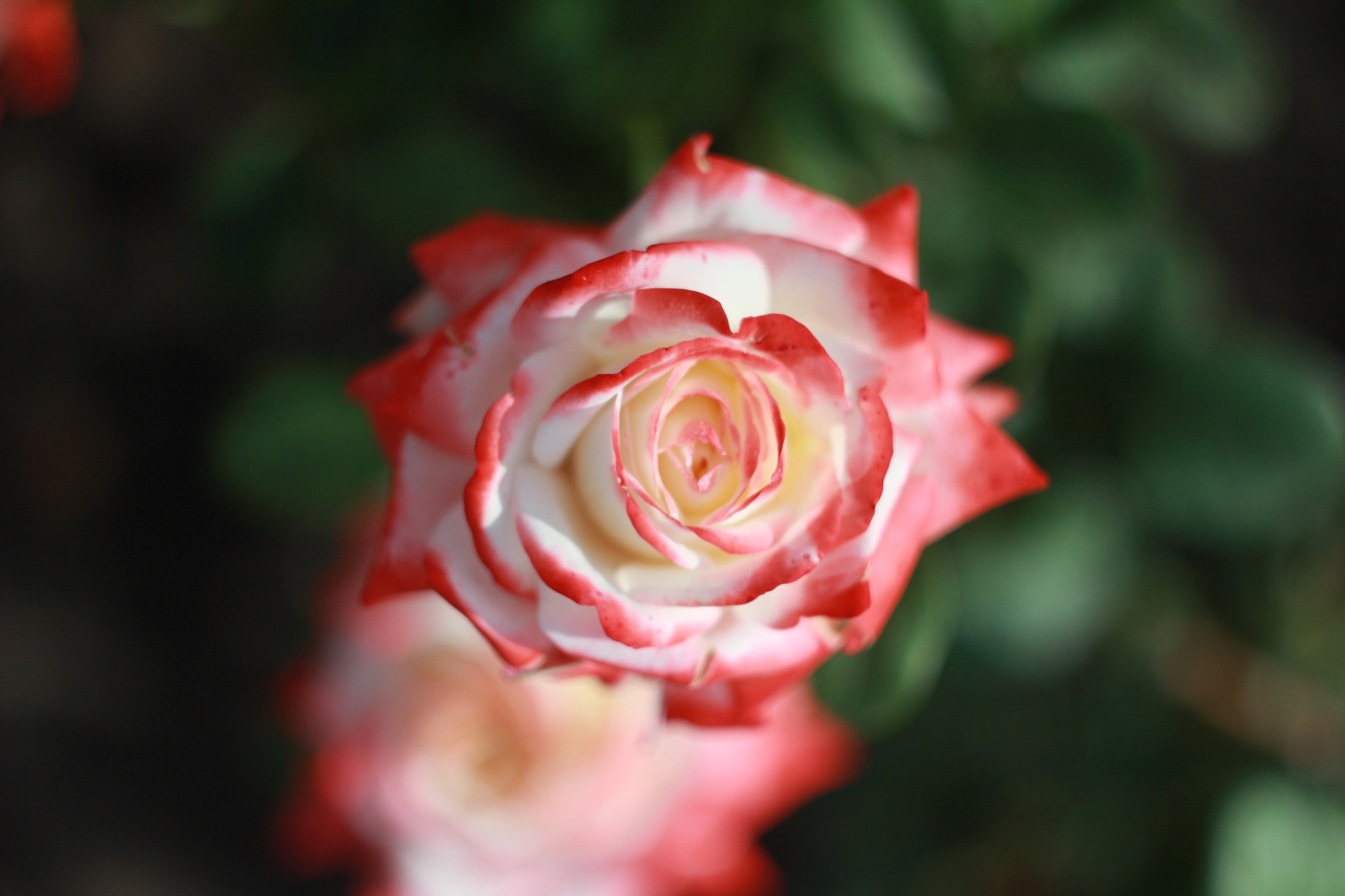 Canon EOS 60D + Canon EF 35-80mm f/4-5.6 sample photo. Rose photography