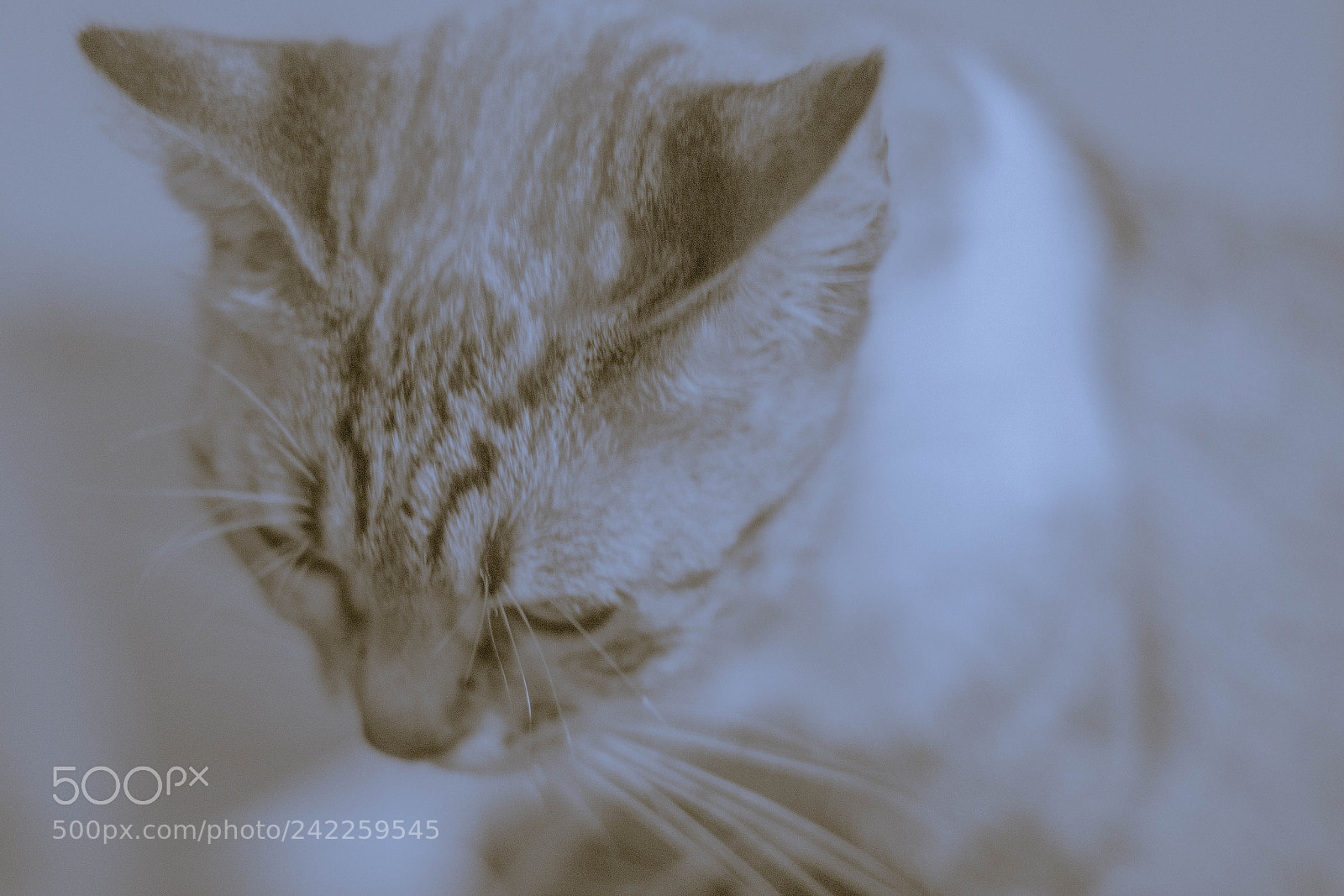 Canon EOS 750D (EOS Rebel T6i / EOS Kiss X8i) sample photo. Cat, high key photography