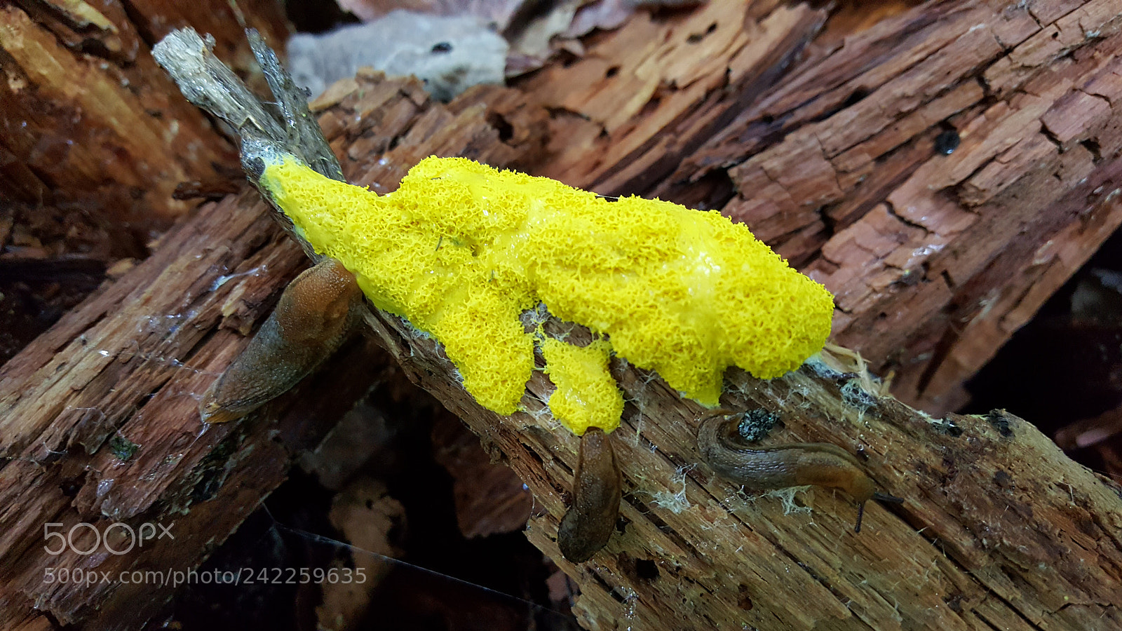 Samsung Galaxy Note5 sample photo. Slugs & fungus photography