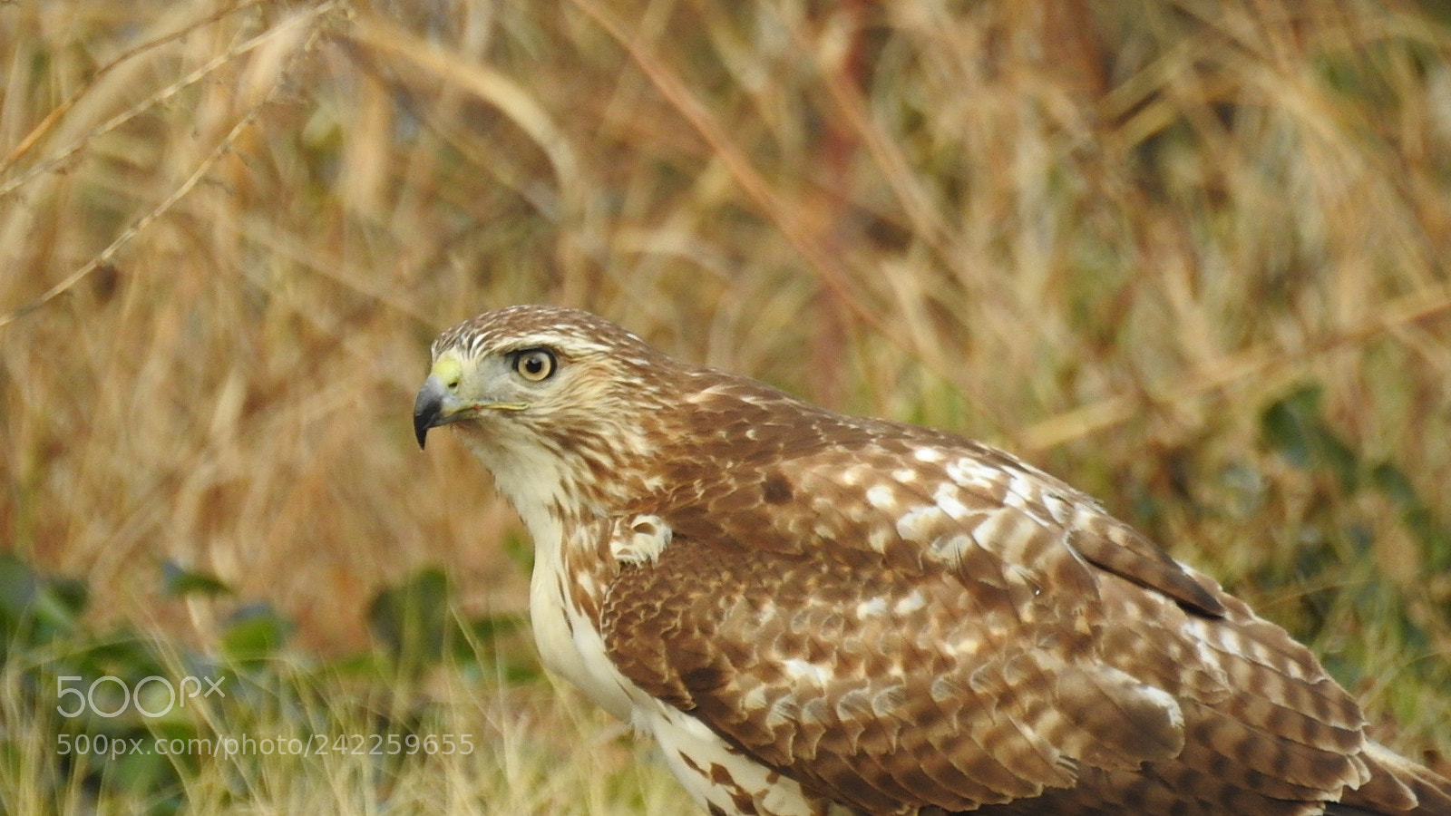 Nikon Coolpix P900 sample photo. Eagle 1 photography