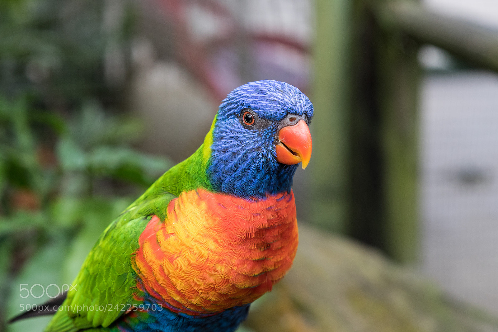 Canon EOS 7D Mark II sample photo. Parrot in botanical garden photography