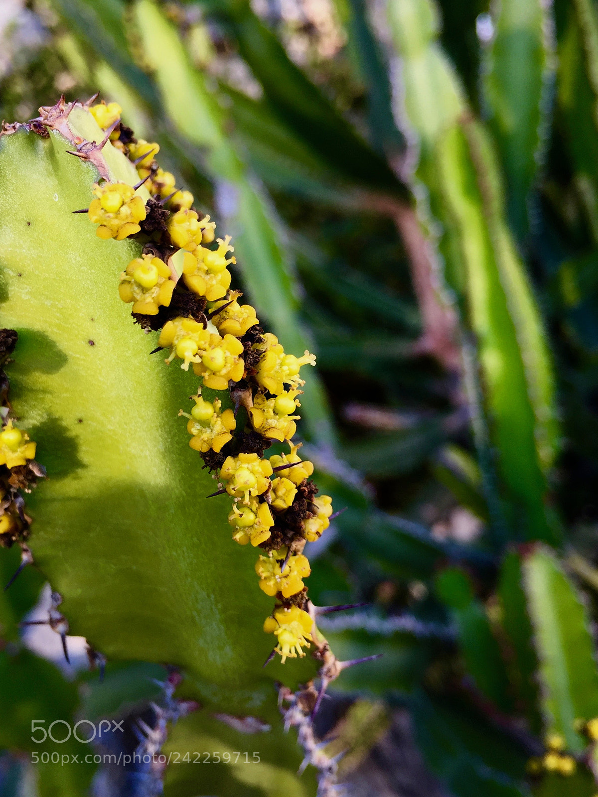 Apple iPhone 6 Plus sample photo. Euphorbia... photography