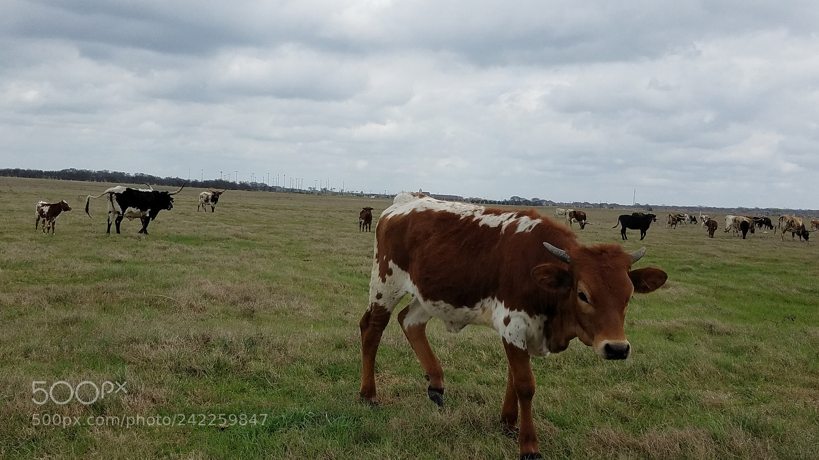 Samsung Galaxy S7 Edge sample photo. Longhorn photography