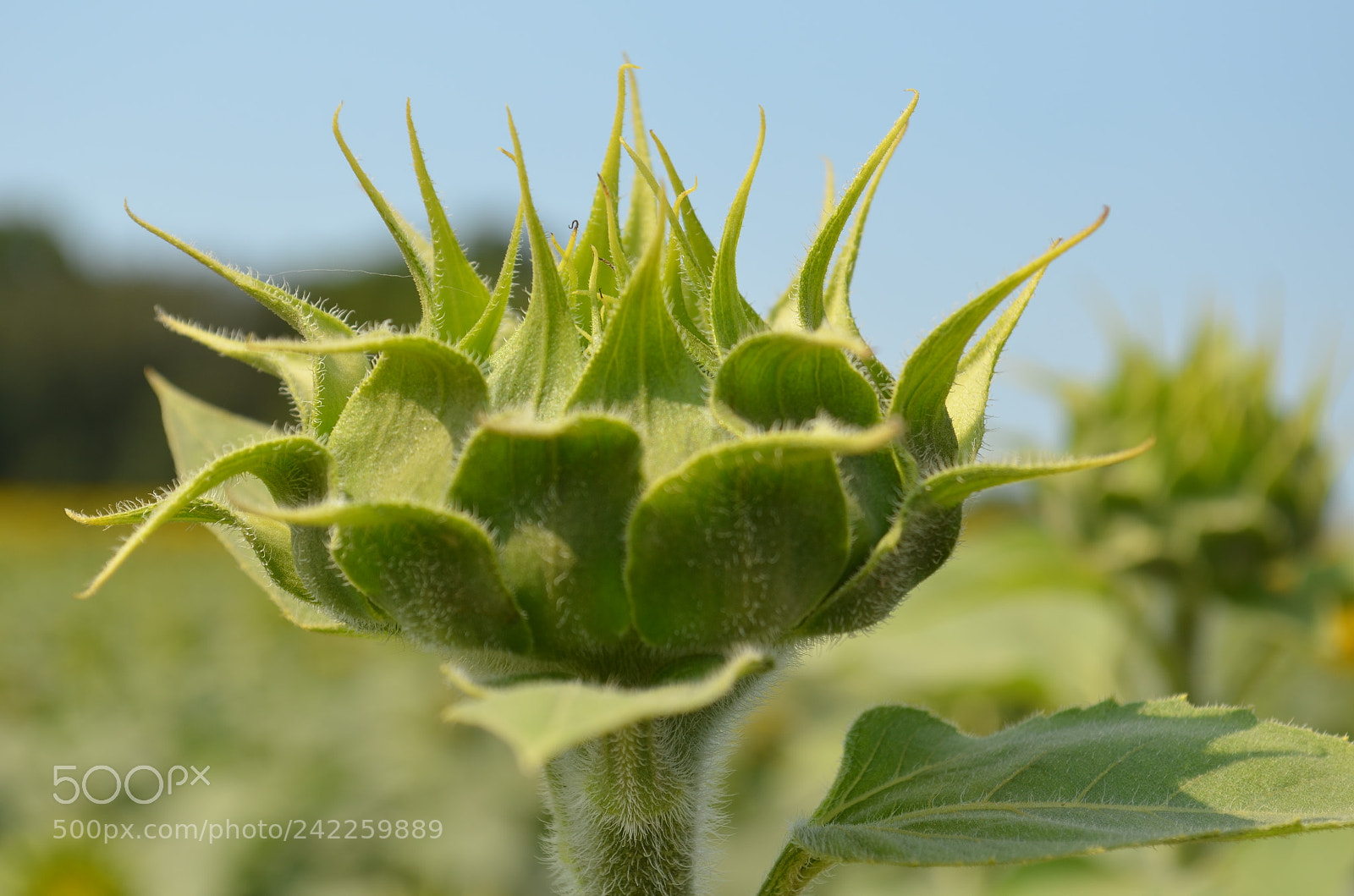 Nikon D5100 sample photo. Sunflower bud photography
