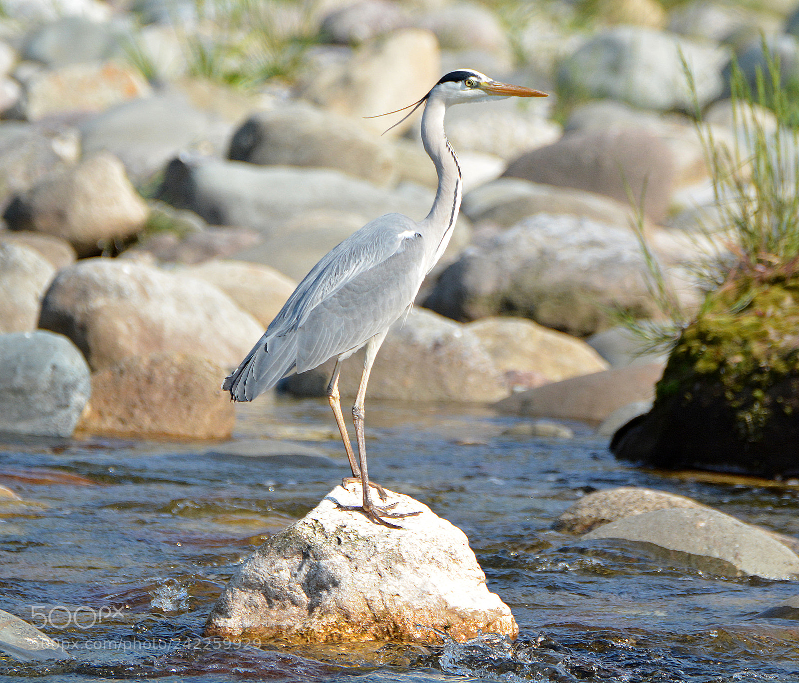Nikon D7100 sample photo. Heron photography
