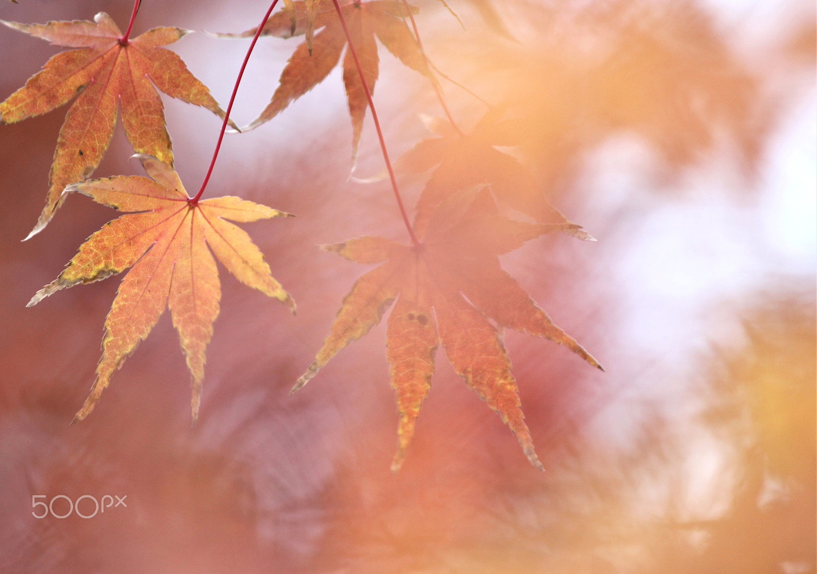 Canon EF-S 55-250mm F4-5.6 IS II sample photo. Autumnal color photography