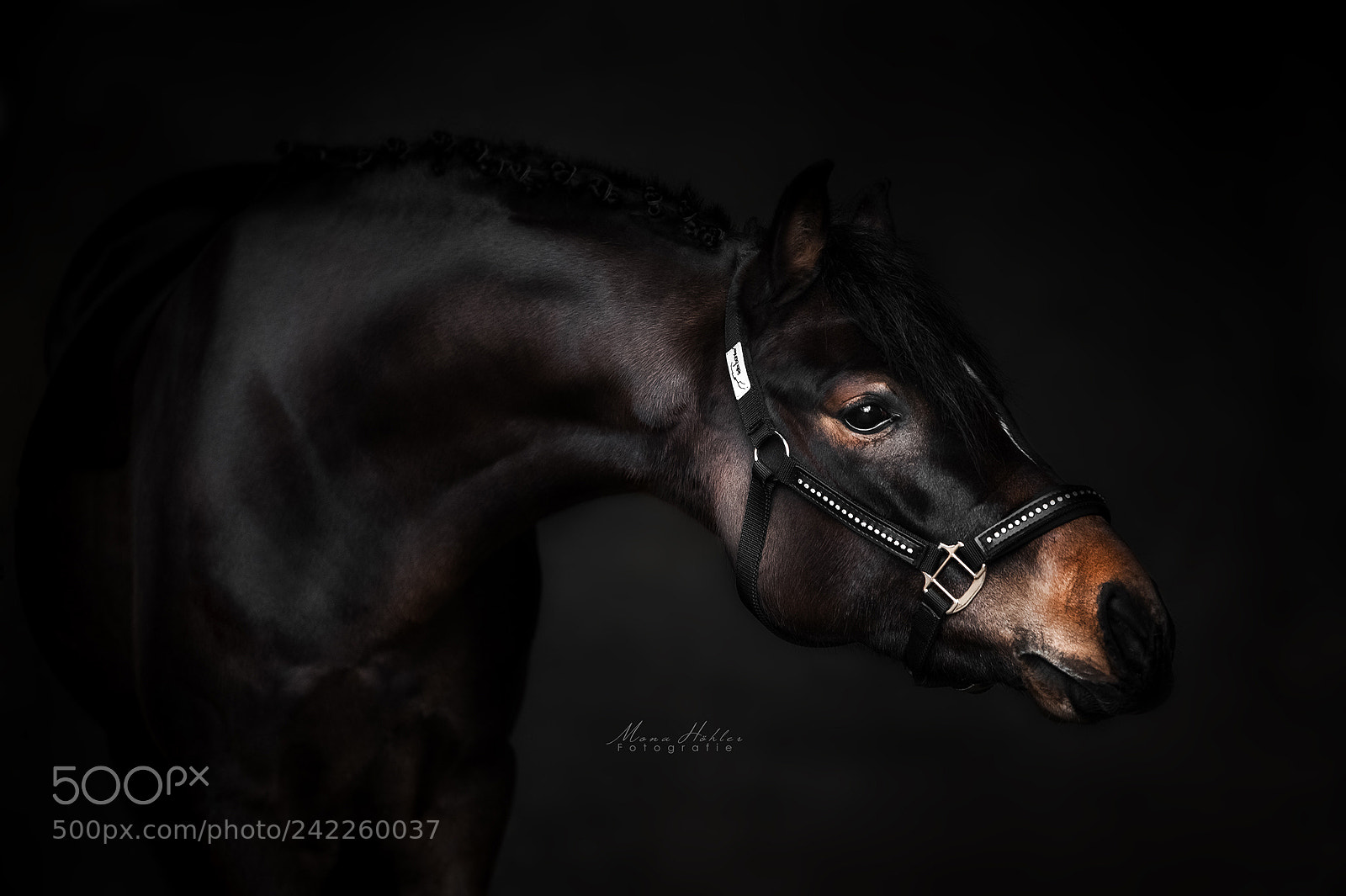Nikon D3 sample photo. Black beauty photography