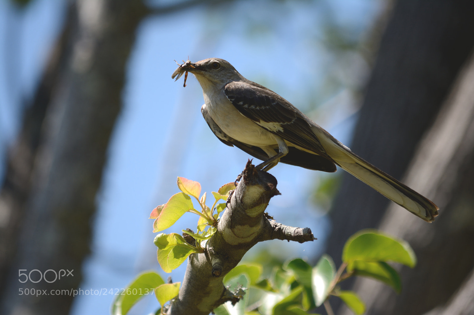 Nikon D7100 sample photo. Mockingbird photography
