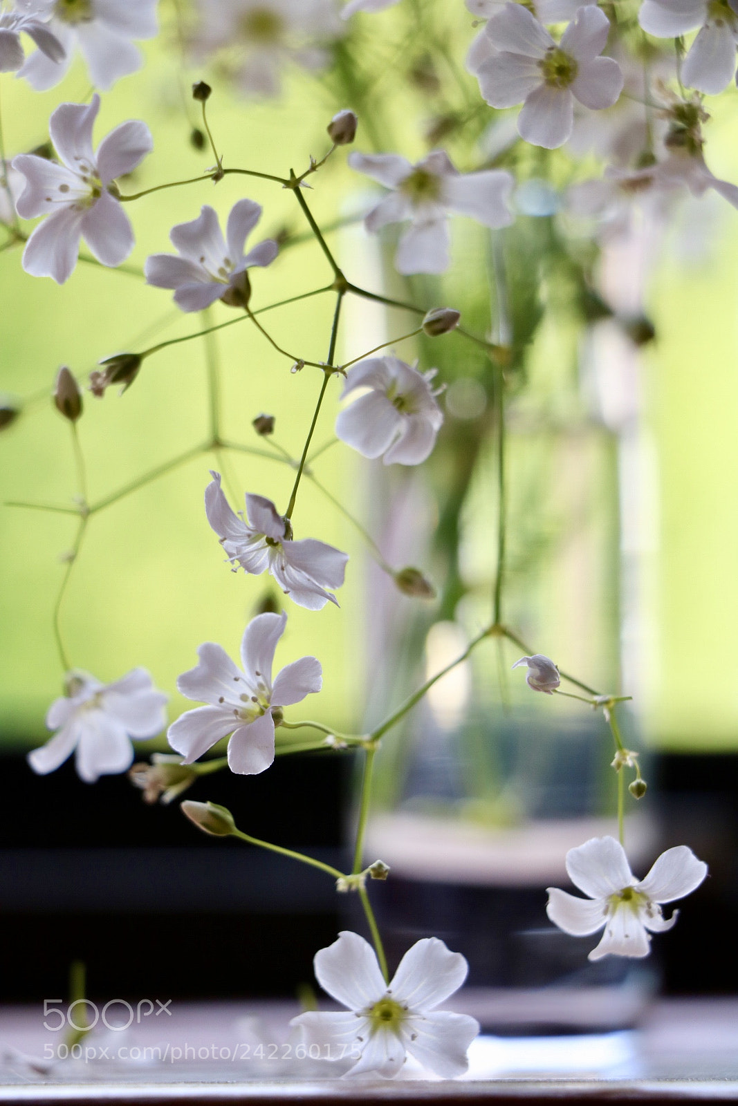 Canon EOS 750D (EOS Rebel T6i / EOS Kiss X8i) sample photo. Untitled photography