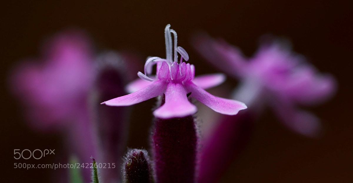 Nikon D7100 sample photo. Flower photography