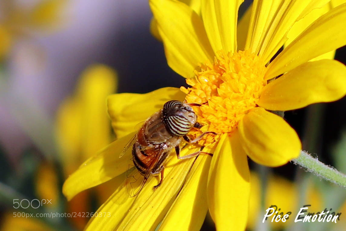 Canon EOS 77D (EOS 9000D / EOS 770D) sample photo. Yellow photography