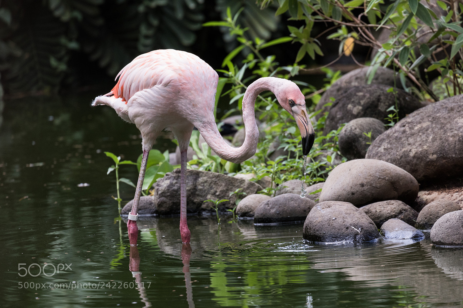 Canon EOS 7D Mark II sample photo. Flamingo in botanical garden photography
