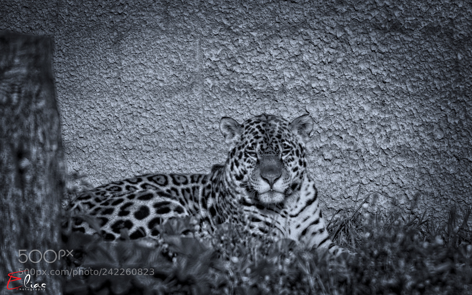 Nikon D700 sample photo. Tiger photography