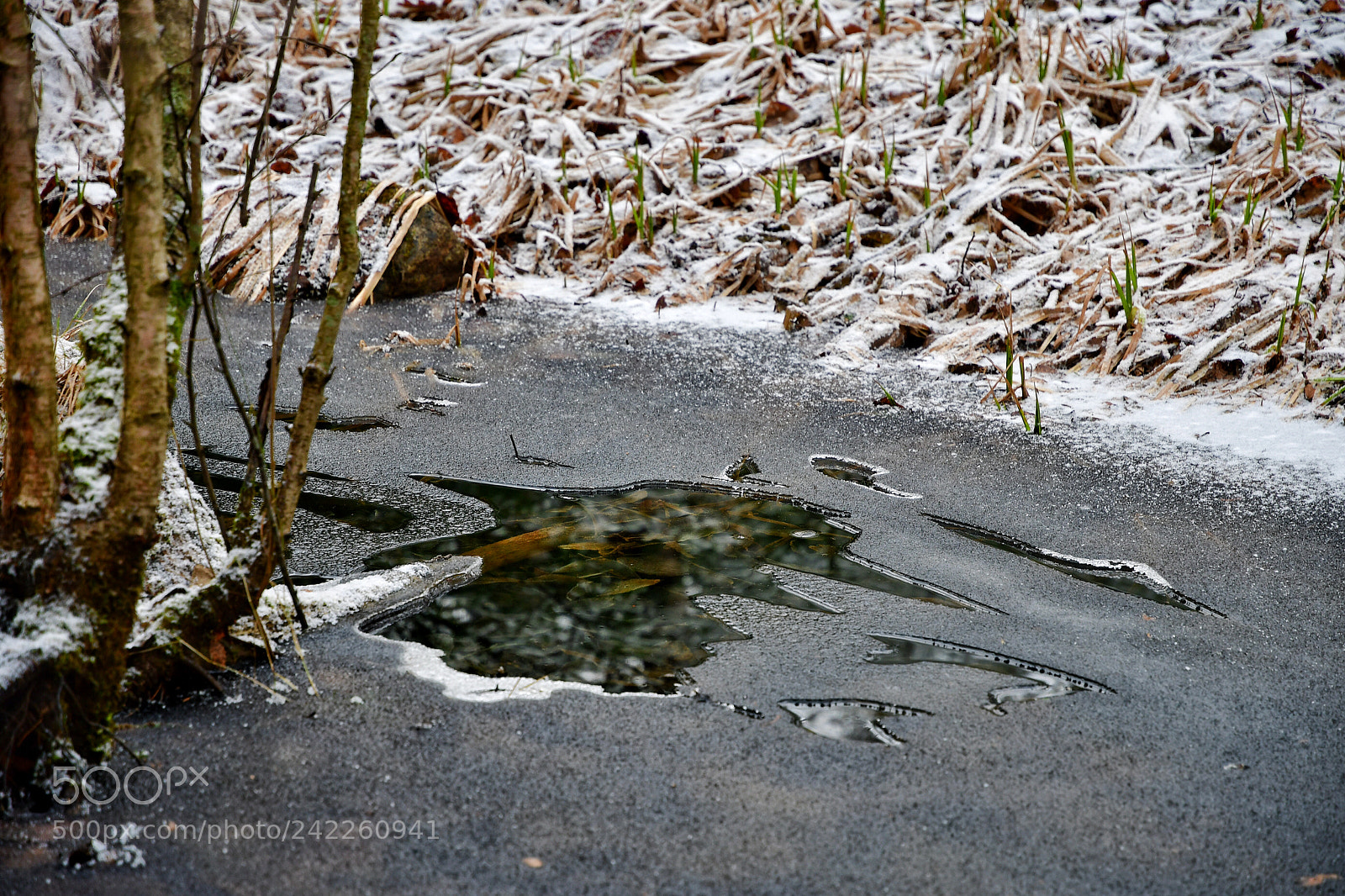 Nikon D500 sample photo. Frozen photography
