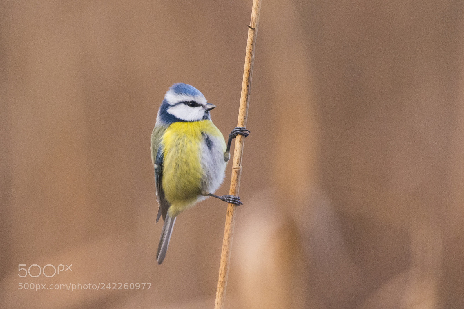 Nikon D7100 sample photo. Eurasian blue tit photography