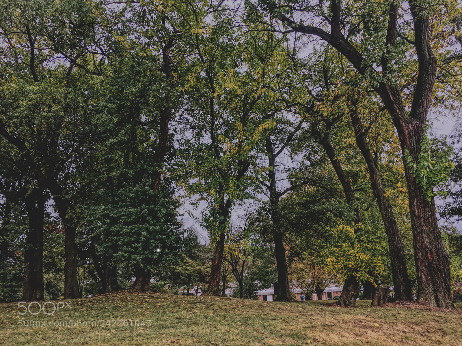 Apple iPhone 6s sample photo. Trees on campus photography