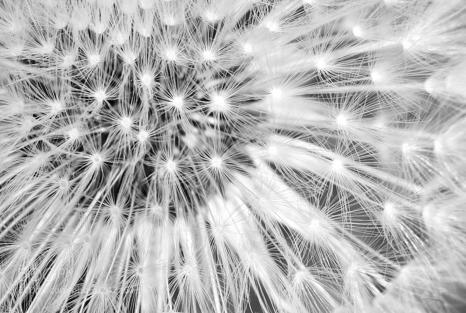 Canon EOS 750D (EOS Rebel T6i / EOS Kiss X8i) sample photo. Untitled photography