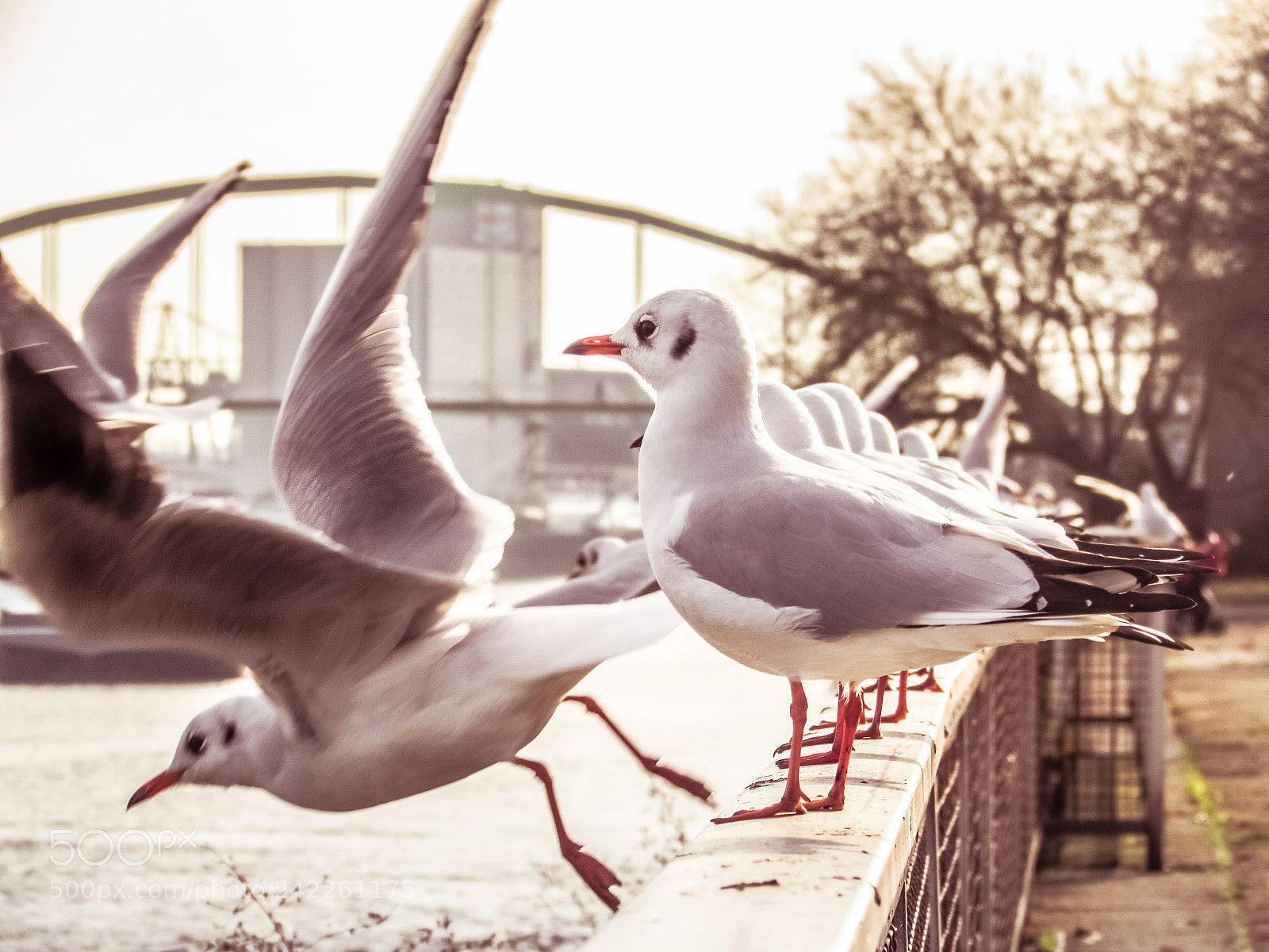 Canon PowerShot SX510 HS sample photo. Seagull photography
