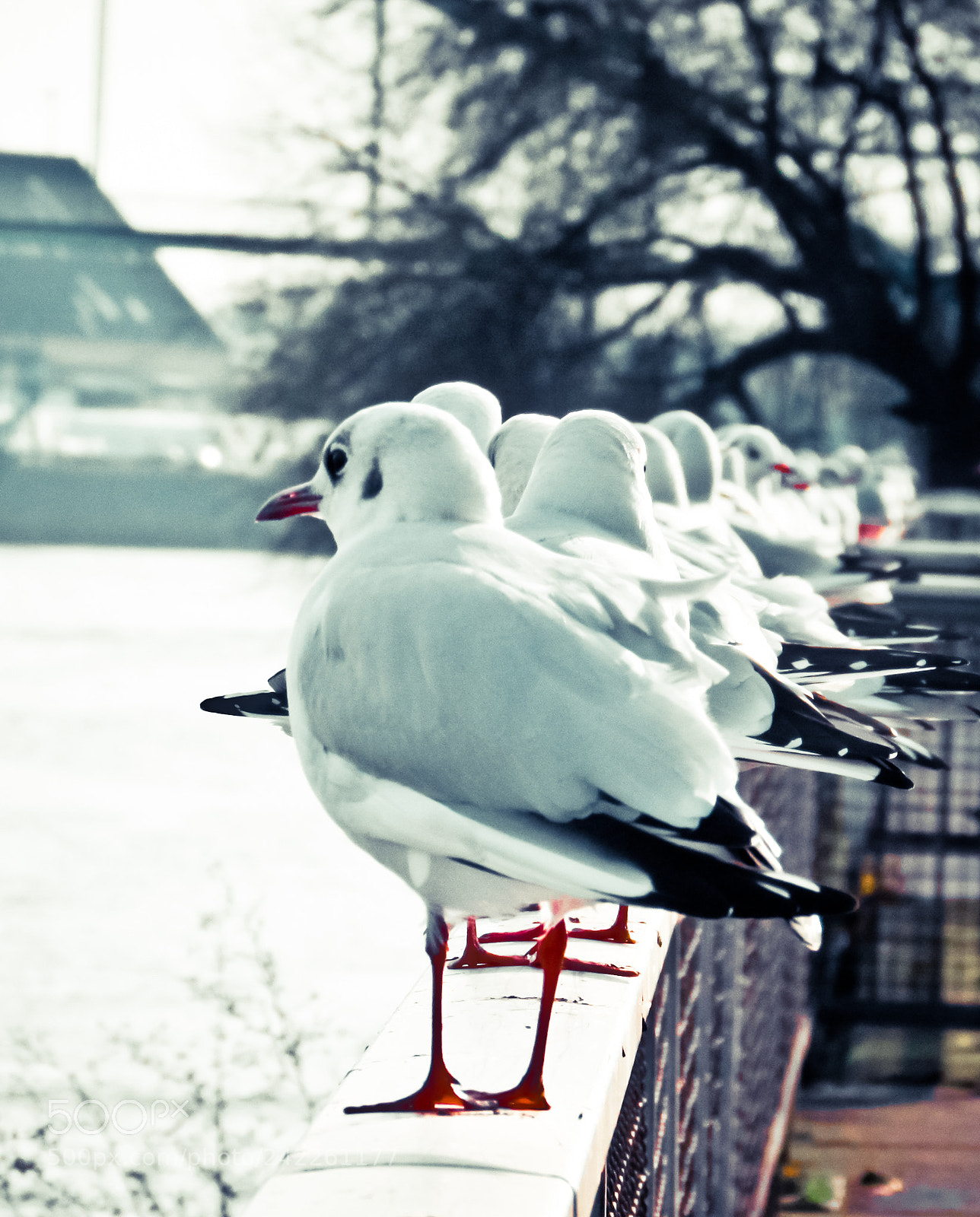 Canon PowerShot SX510 HS sample photo. Seagull photography