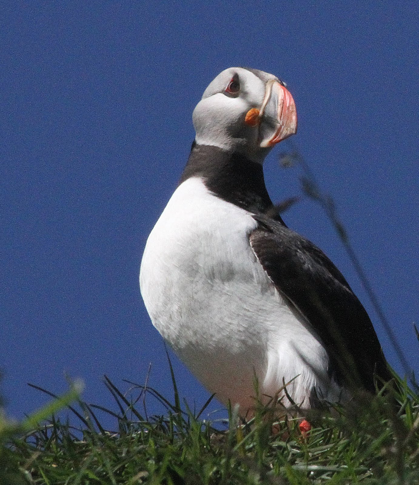 Canon EF 70-300mm F4-5.6 IS USM sample photo. Puffin photography