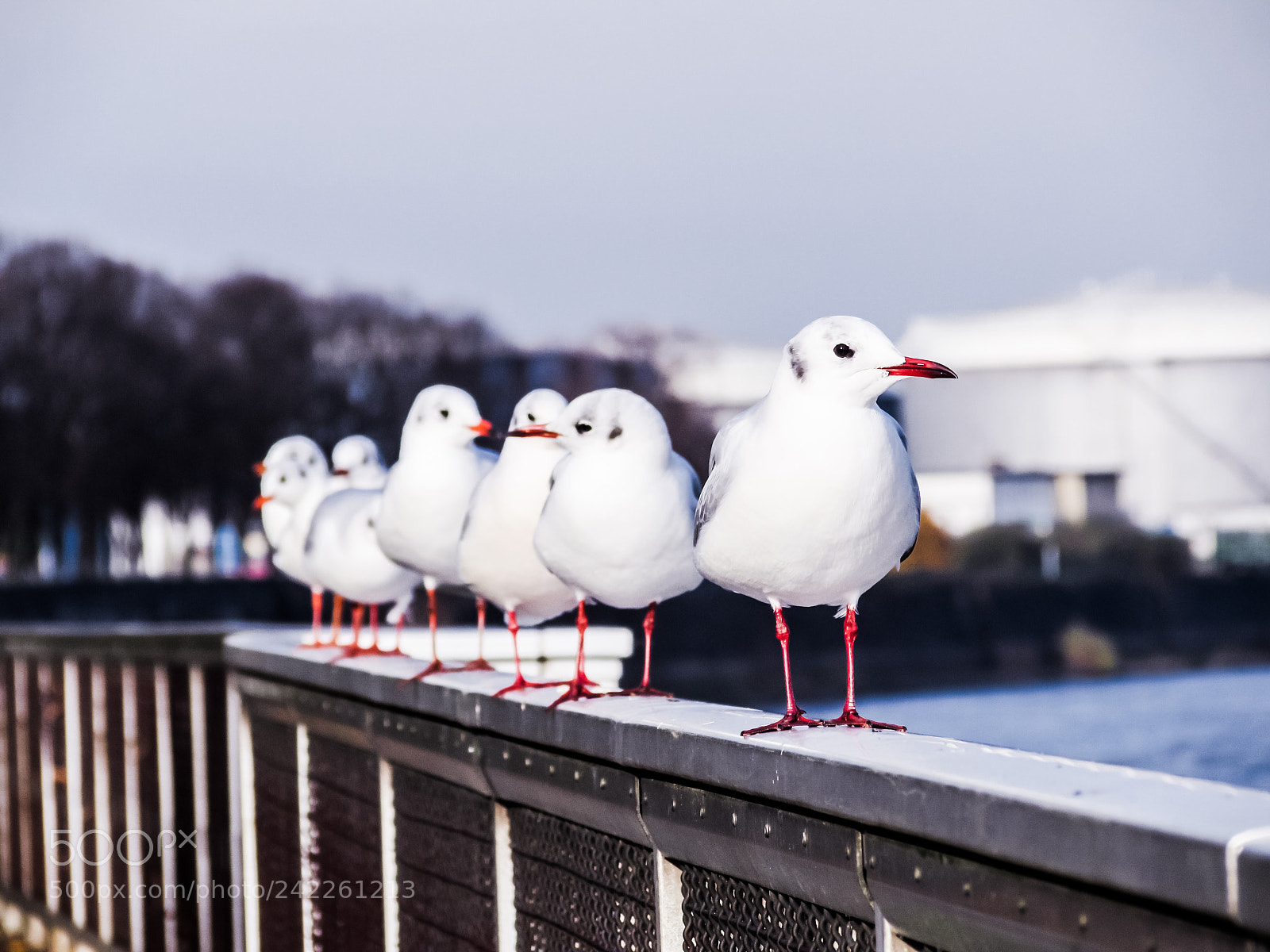 Canon PowerShot SX510 HS sample photo. Seagull photography