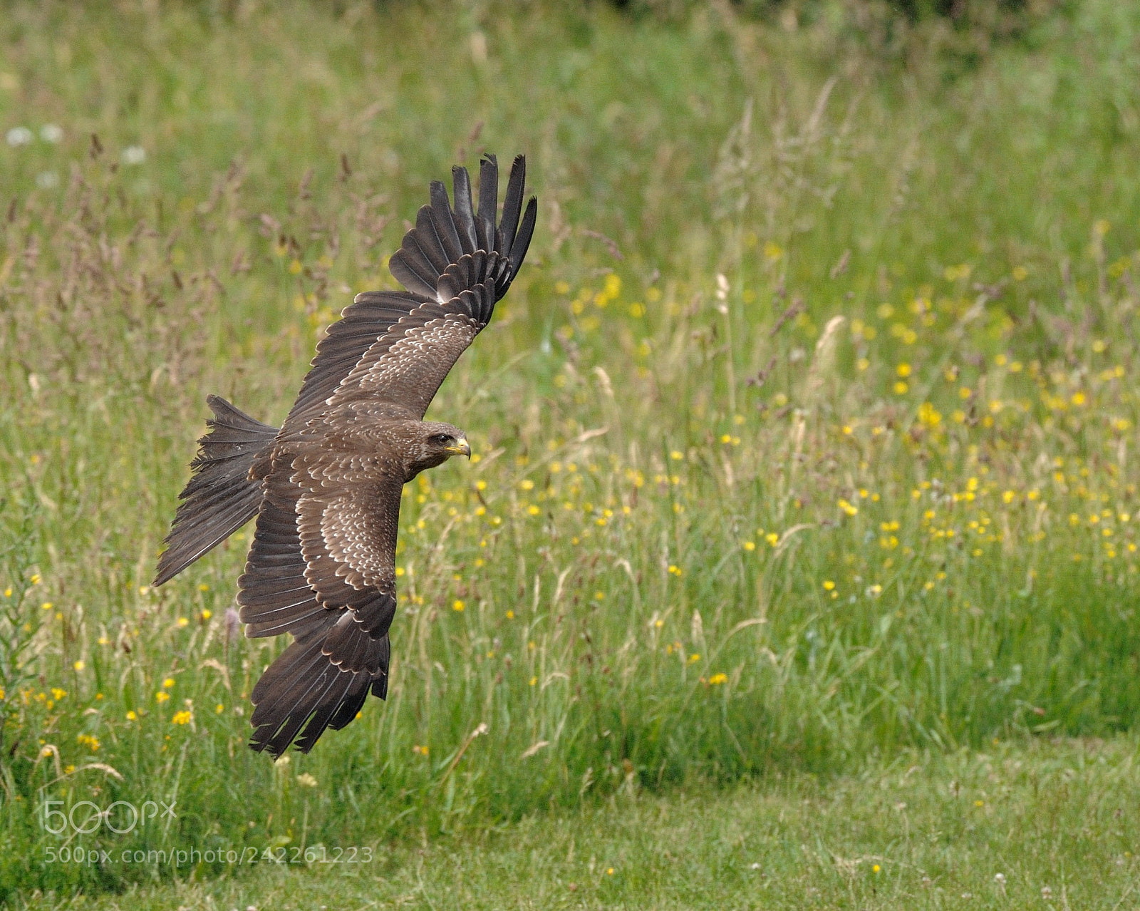 Nikon D3 sample photo. Field red kite photography