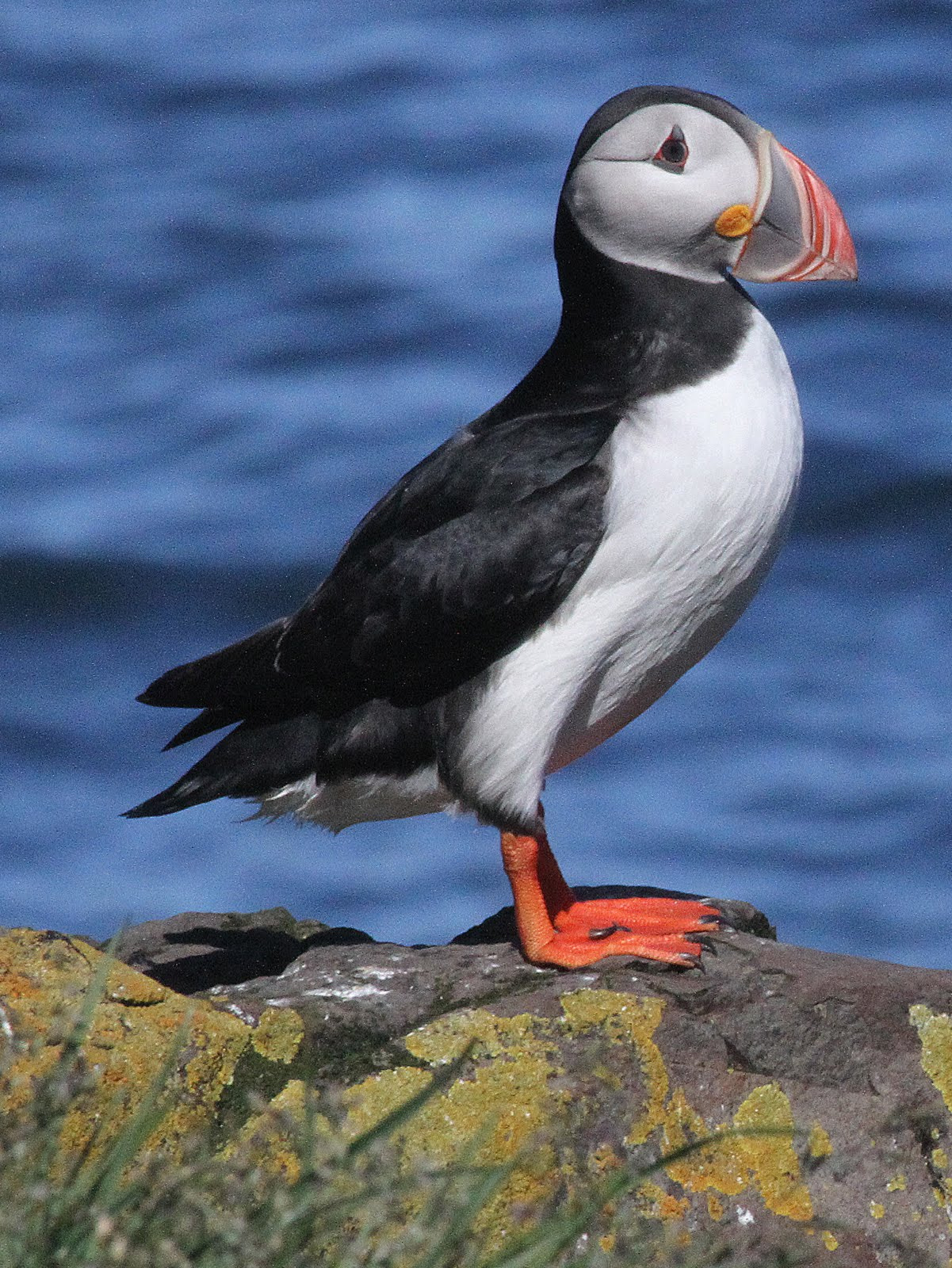 Canon EF 70-300mm F4-5.6 IS USM sample photo. Puffin 2 photography