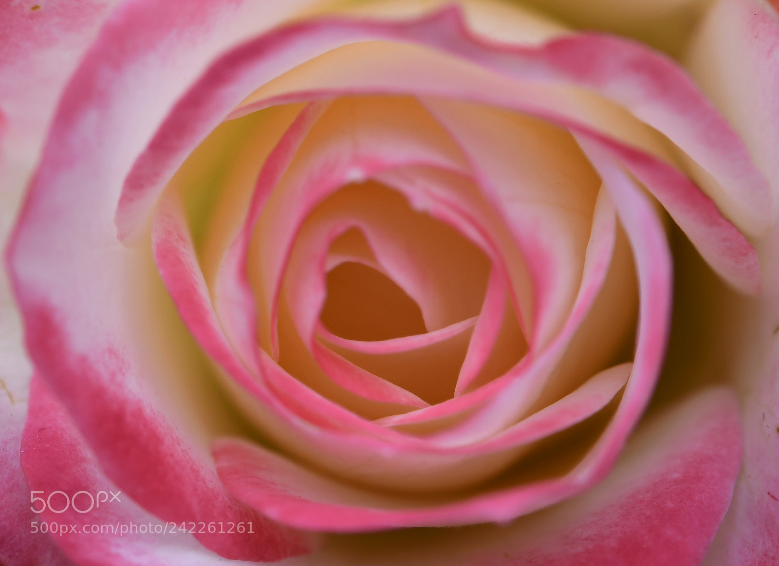 Nikon D850 sample photo. Pink and white rose photography