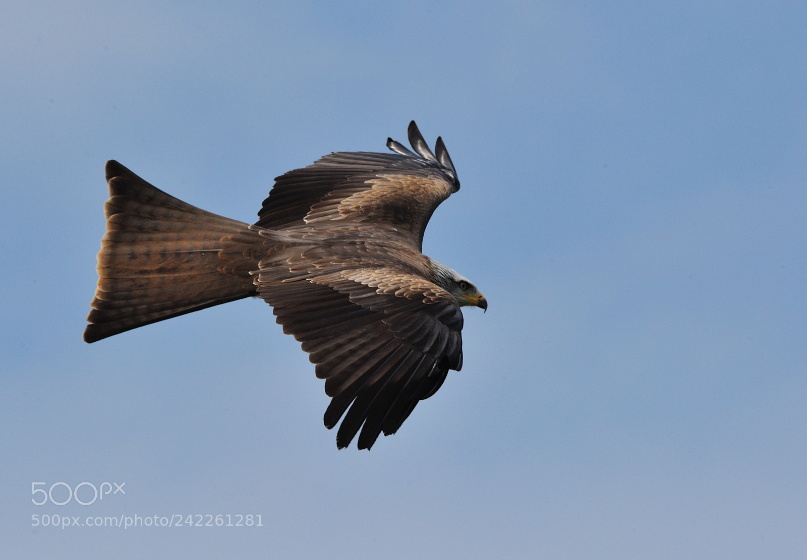 Nikon D3 sample photo. Red kite wings photography