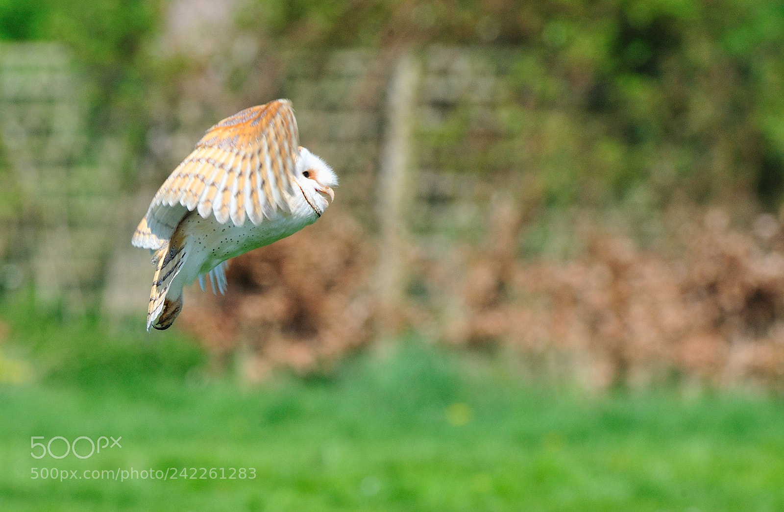Nikon D3 sample photo. Flying owl photography