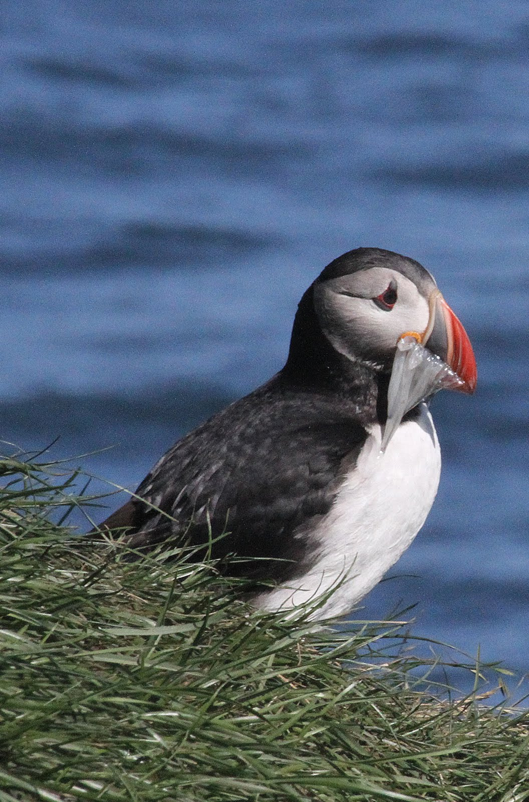 Canon EF 70-300mm F4-5.6 IS USM sample photo. Puffin 3 photography