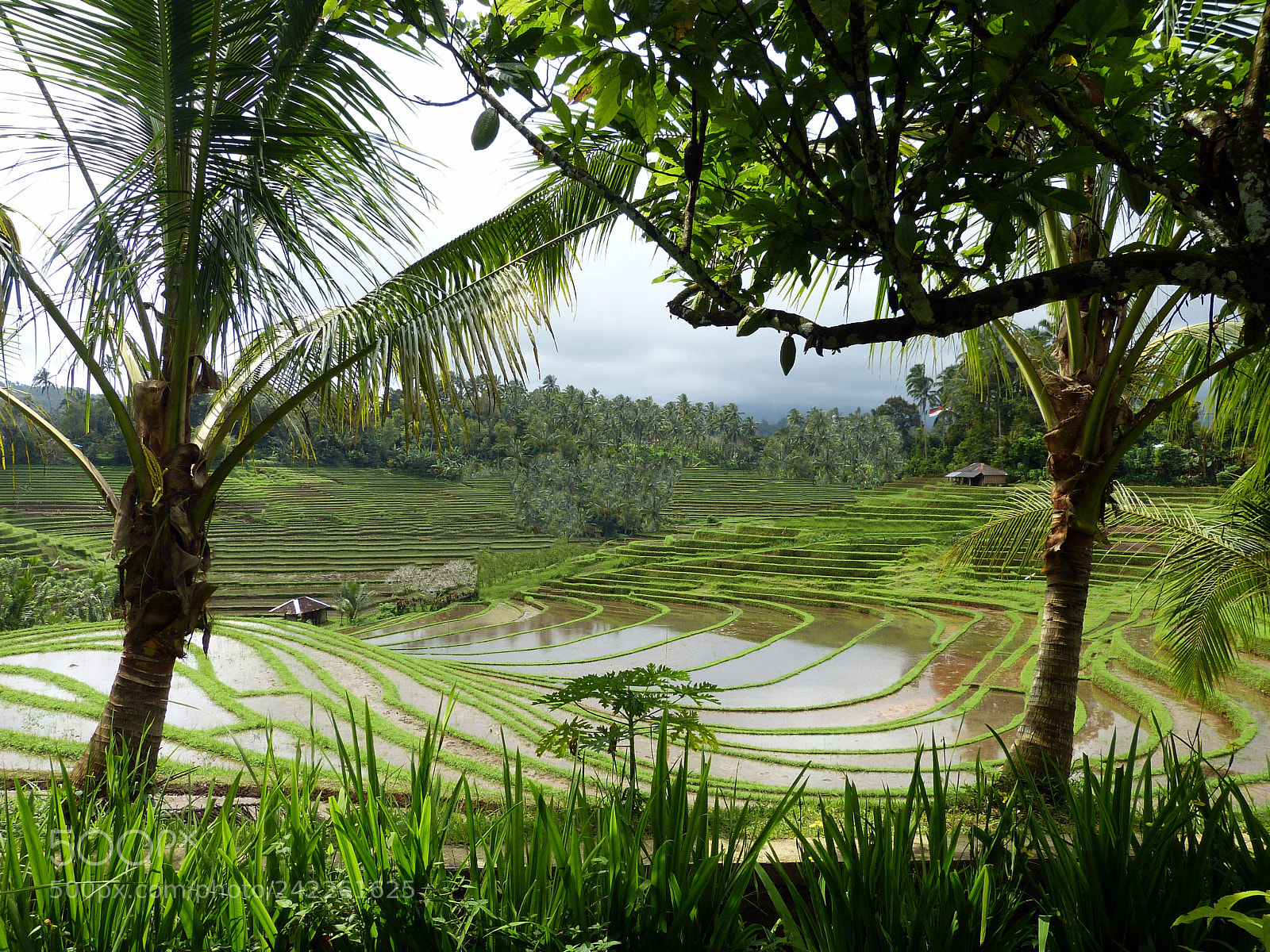 Panasonic Lumix DMC-FZ150 sample photo. Rice terrases in bali photography