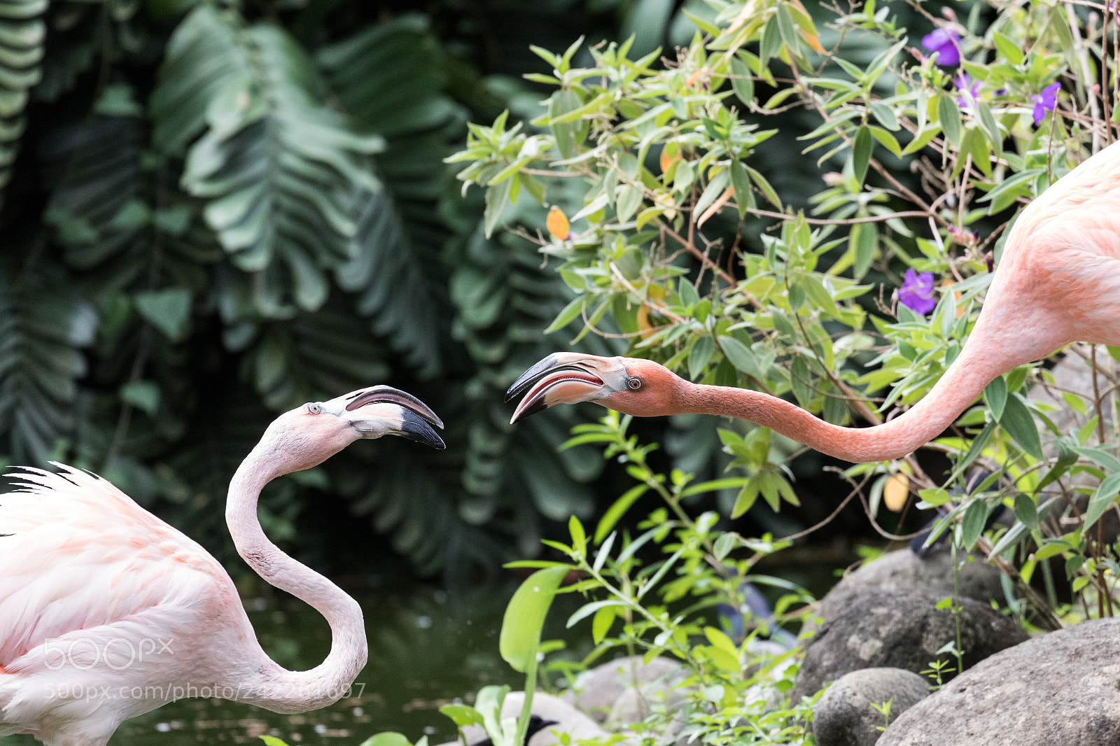 Canon EOS 7D Mark II sample photo. Flamingo fight photography