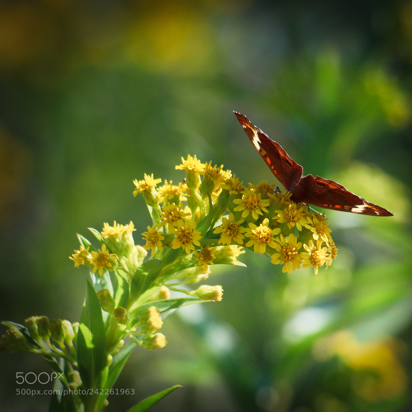 Canon EOS 77D (EOS 9000D / EOS 770D) sample photo. Buckeye on goldenrod photography