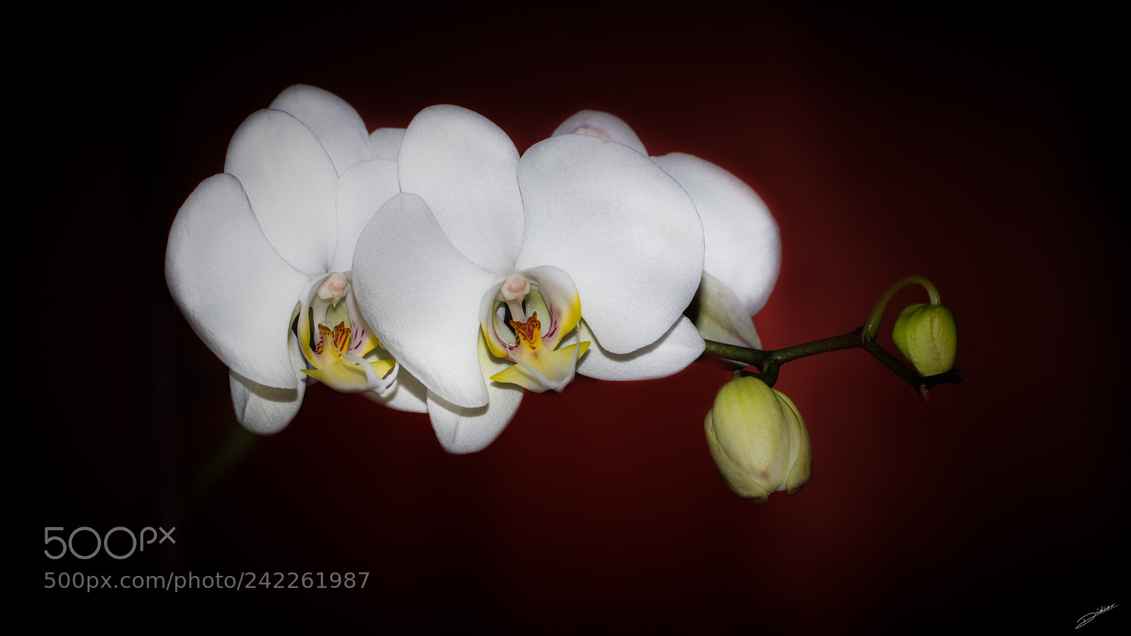 Nikon D5500 sample photo. *** douce orchidée *** photography