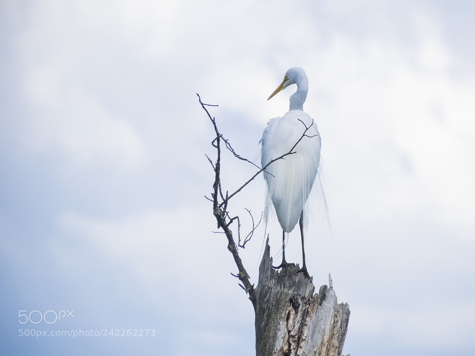 Olympus OM-D E-M1 sample photo. White egret on dead photography