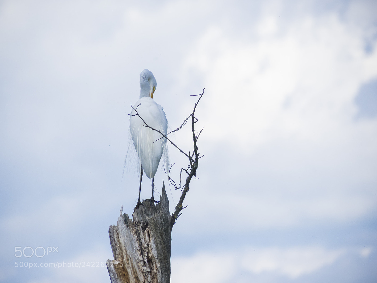 Olympus OM-D E-M1 sample photo. White egret on dead photography