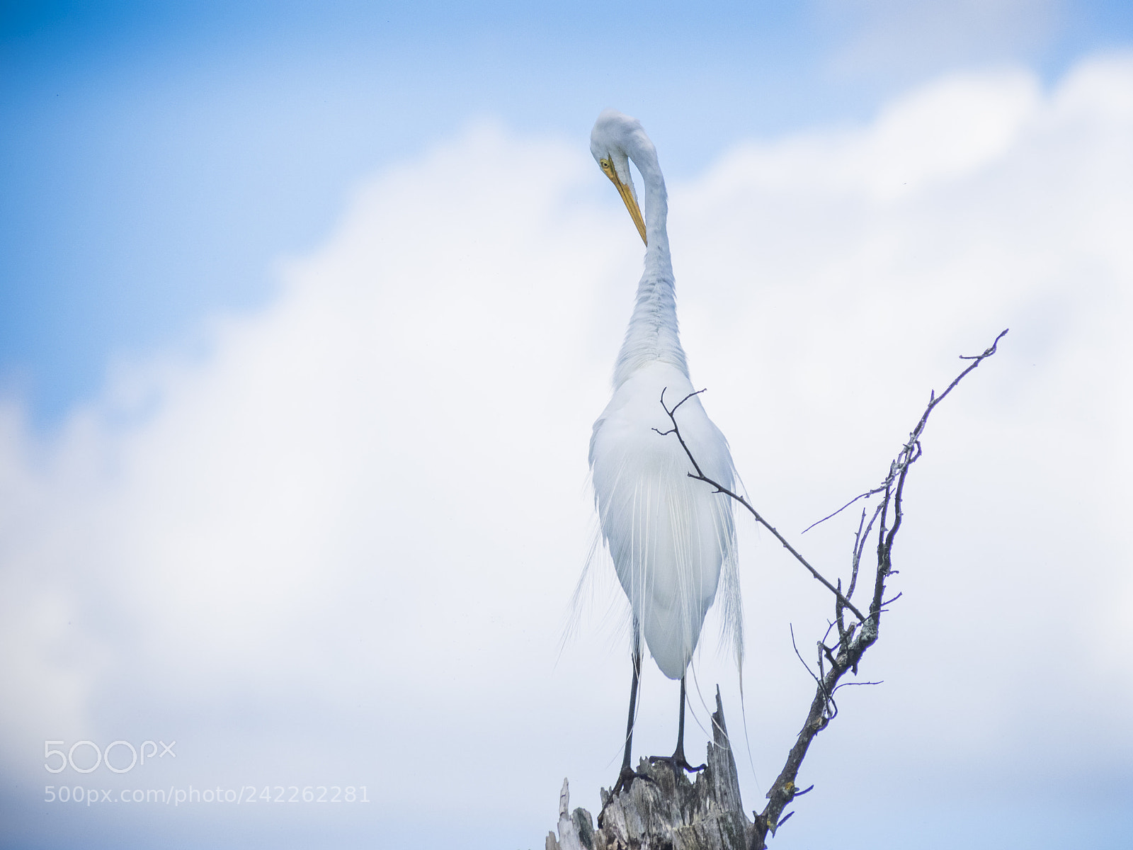 Olympus OM-D E-M1 sample photo. White egret on dead photography