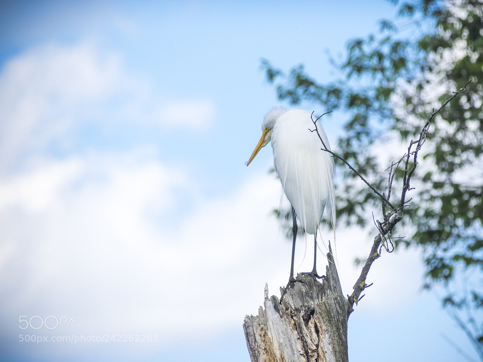 Olympus OM-D E-M1 sample photo. White egret on dead photography