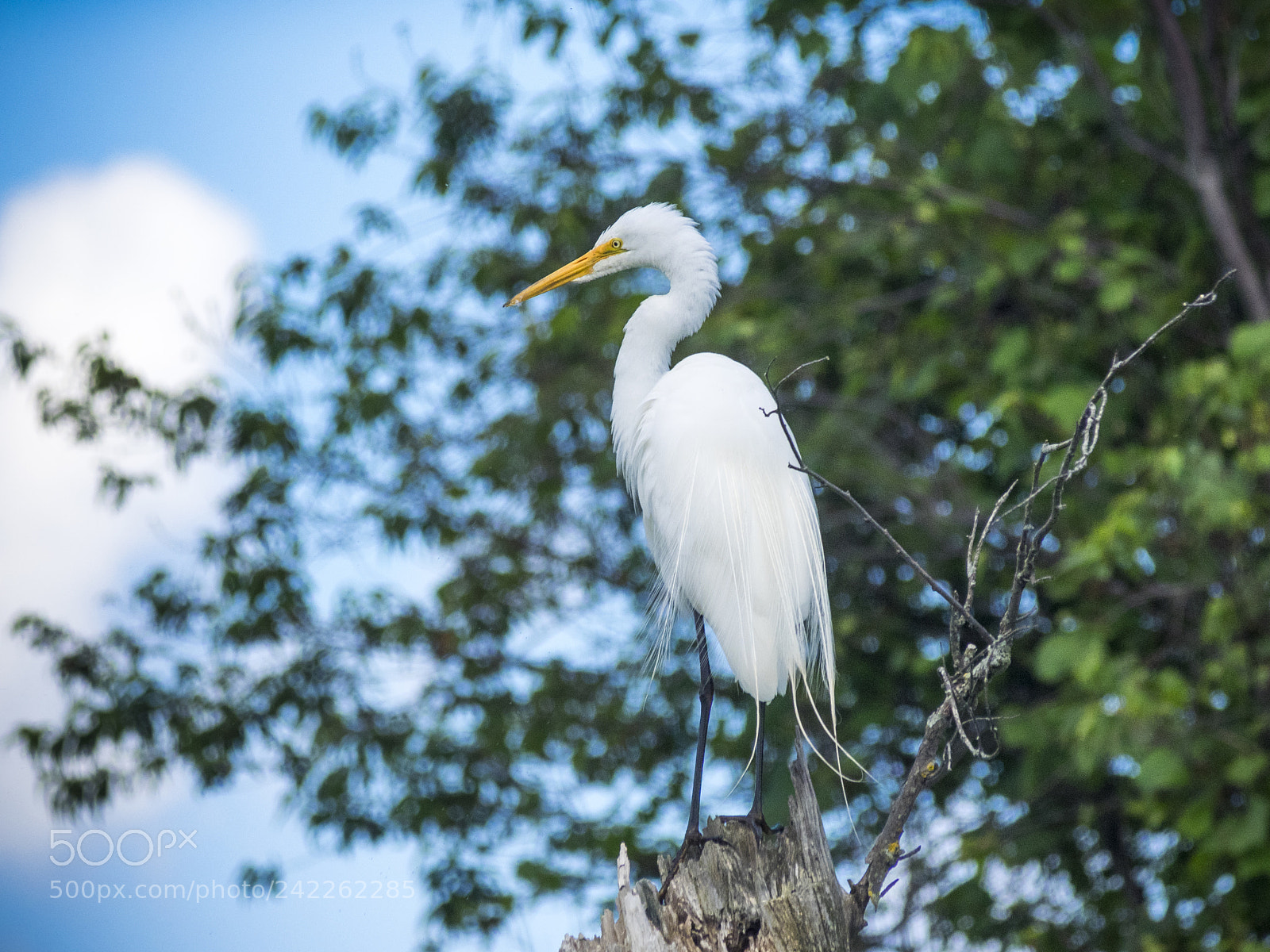 Olympus OM-D E-M1 sample photo. White egret on dead photography
