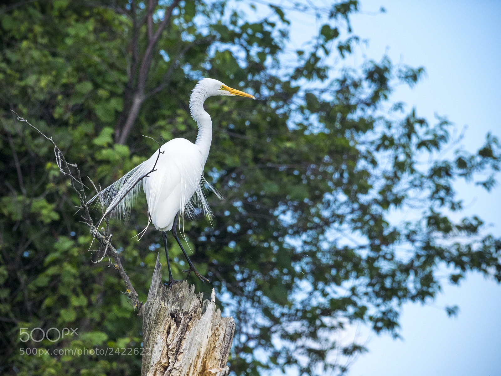 Olympus OM-D E-M1 sample photo. White egret on dead photography