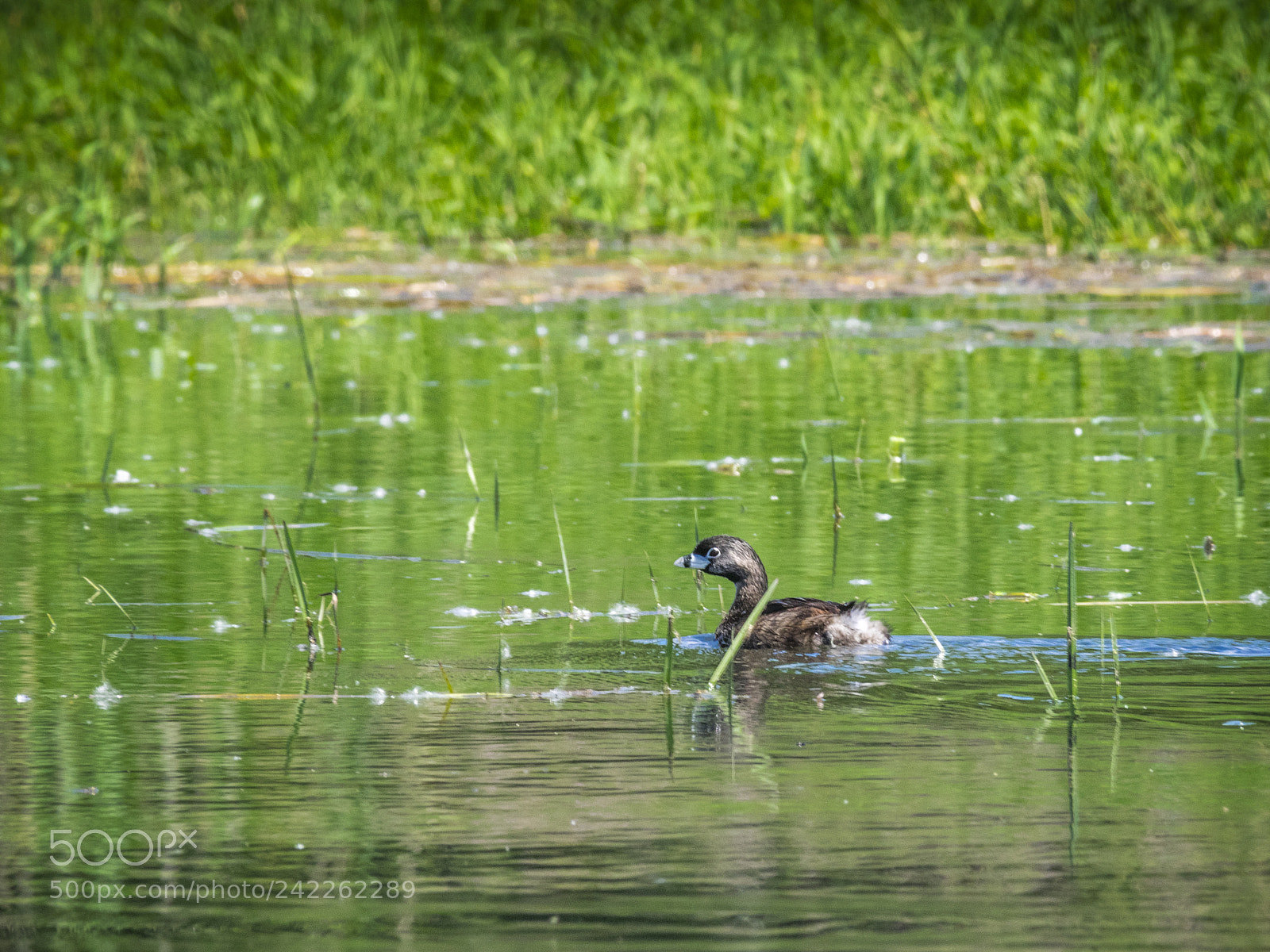 Olympus OM-D E-M1 sample photo. Pierd-billed grebe in water photography