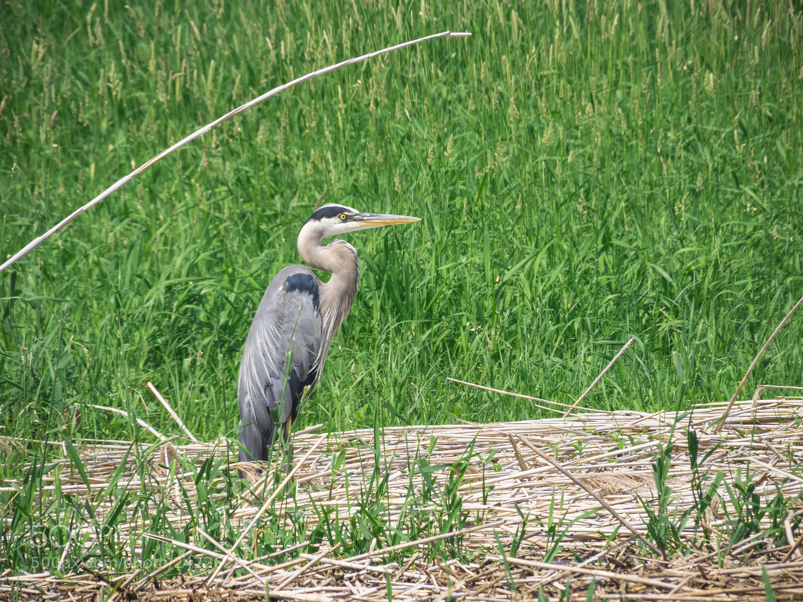 Olympus OM-D E-M1 sample photo. Great blue heron fishing photography