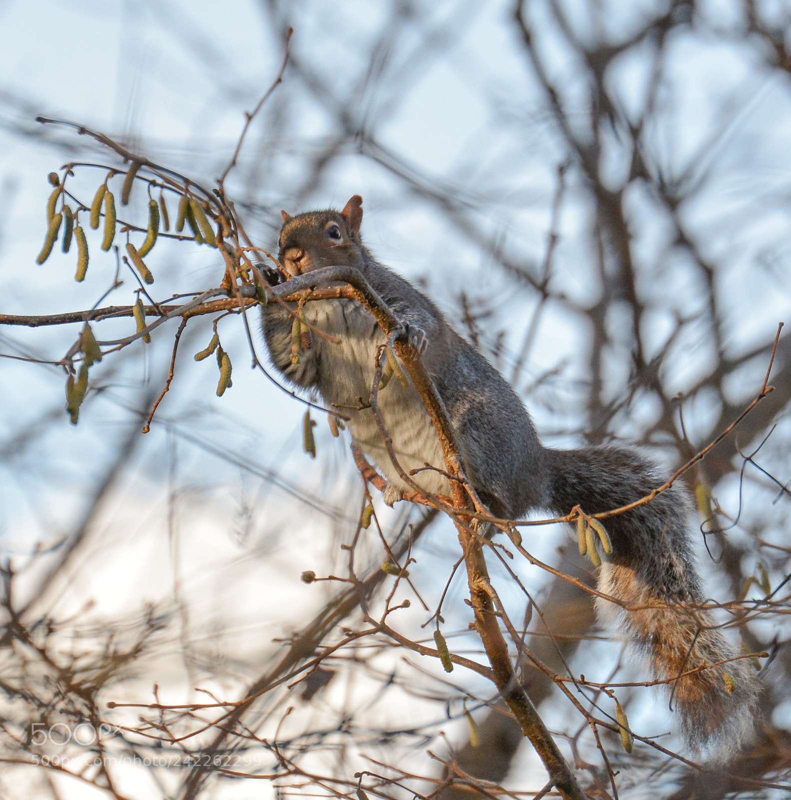 Nikon D7100 sample photo. Squirrel photography